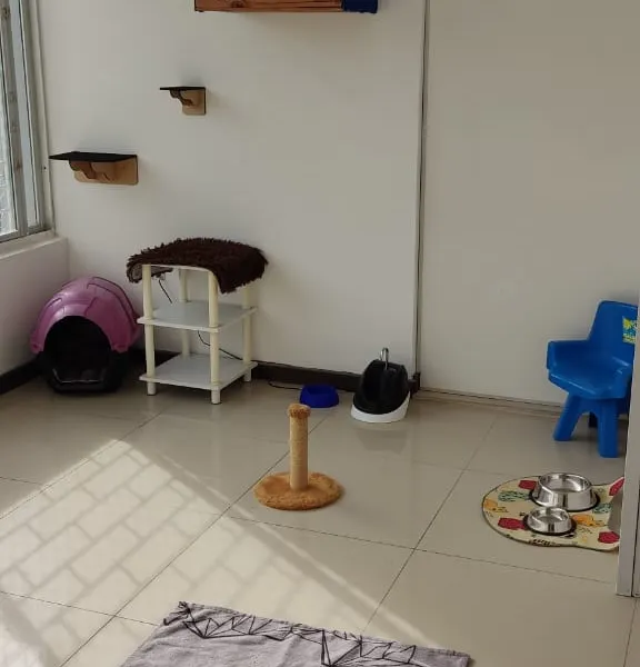 Cat Paradise — foto 1