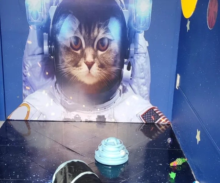 Space Cat — foto 1