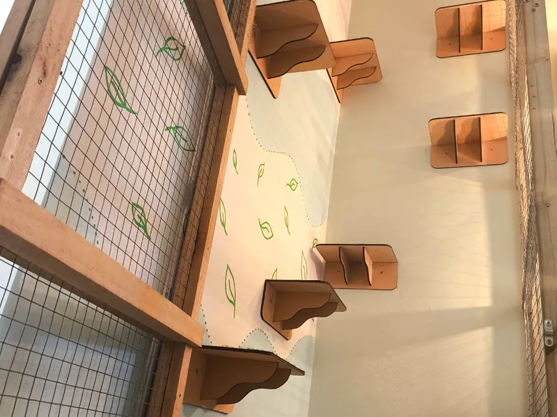Cat Suite — foto 2
