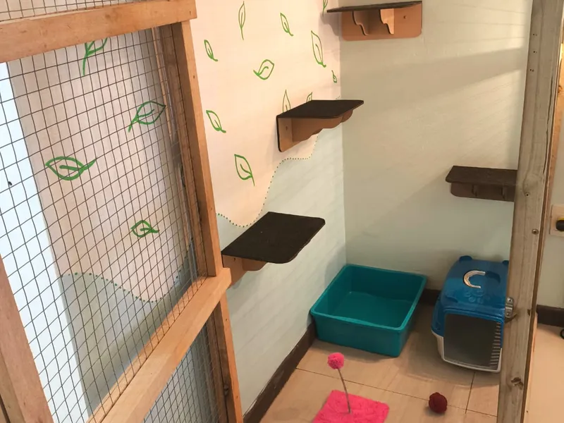 Cat Suite — foto 3