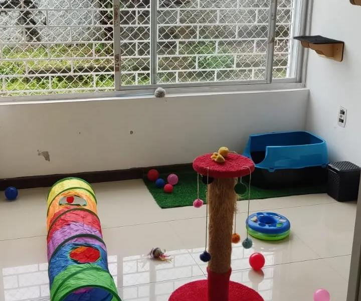 Cat Paradise — foto 3