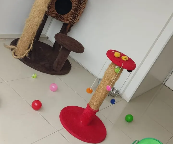 Cat Paradise — foto 4