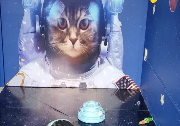 Quarto Space Cat