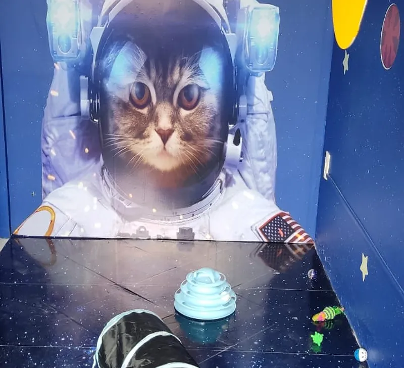 Quarto Space Cat